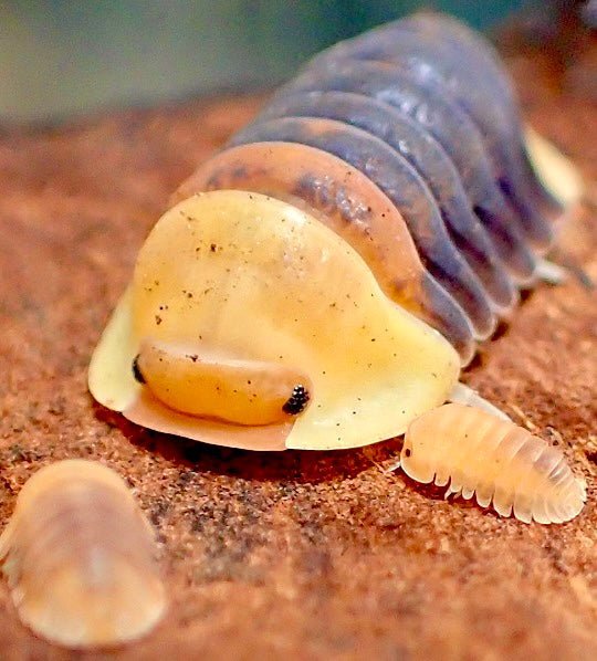 rubber ducky isopod guide and tips